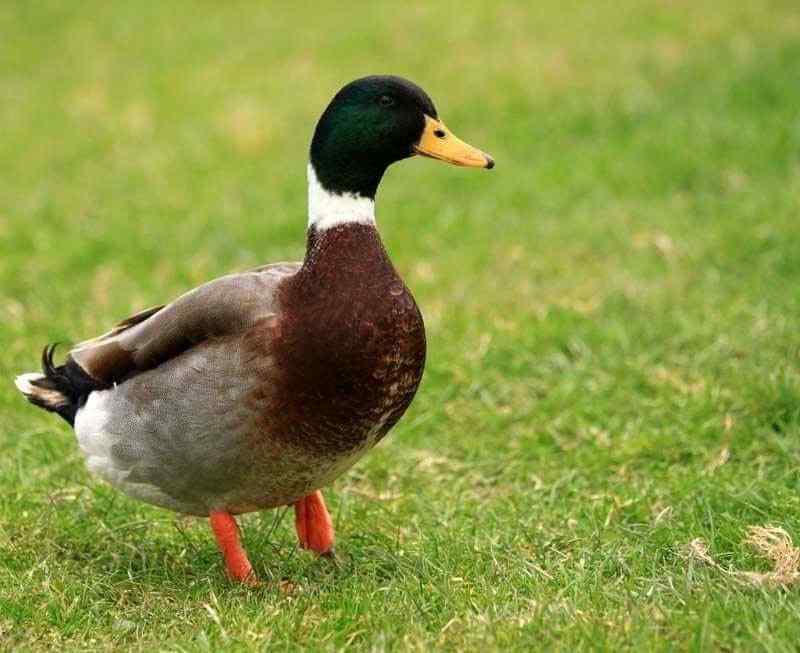 Picture of a duck in Kennedys Pet Farm Killarney