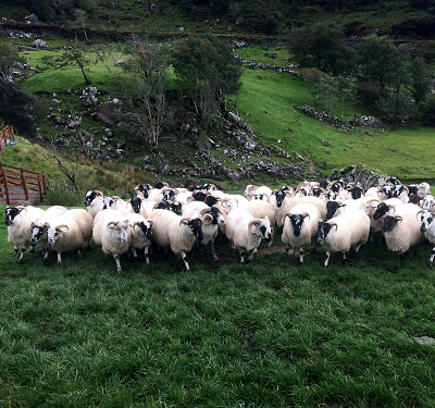 Kissane Sheep Farm