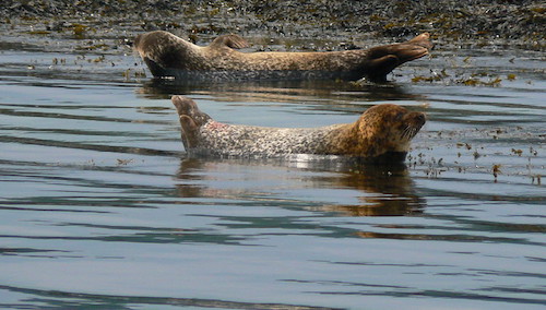 Seal Watching Cruise In Kenmare
