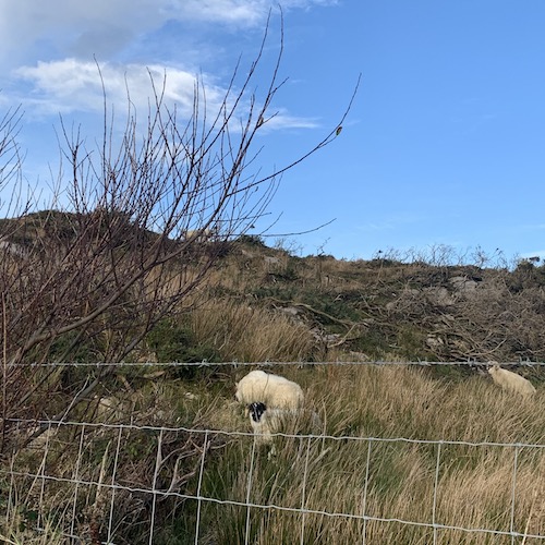 Picture Of Eyeries Sheep On Hill