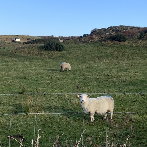 Picture Of Eyeries Sheep